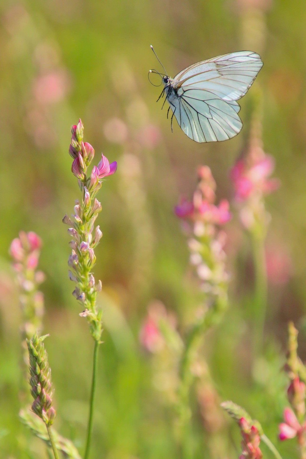 Schmetterling - pixabay